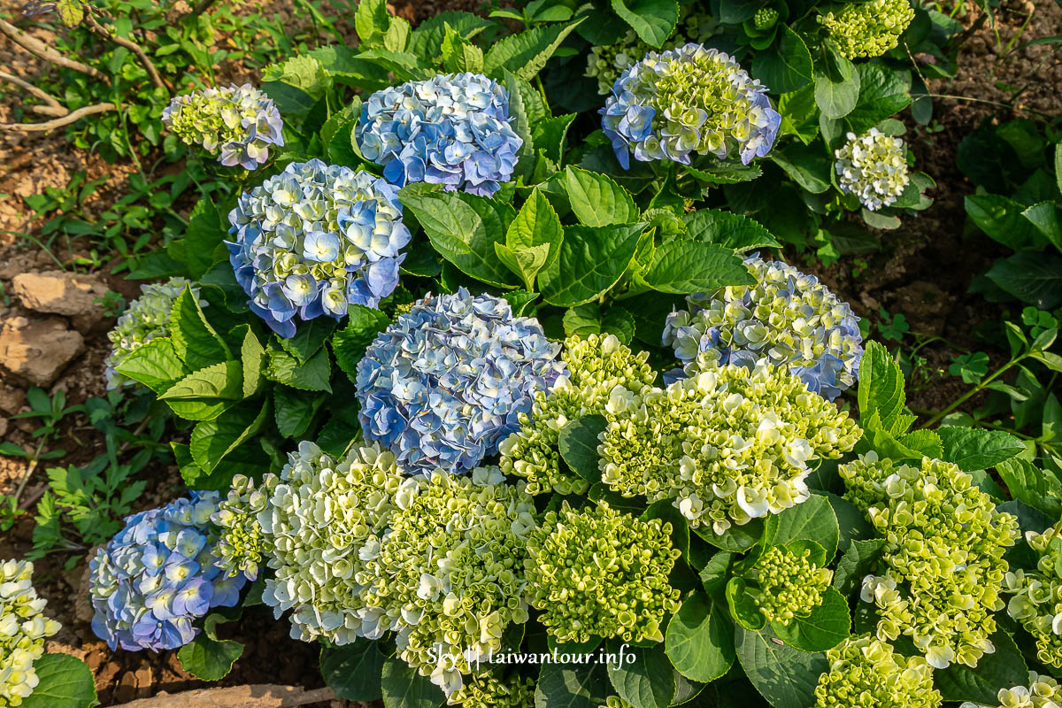 【高家繡球花.萬里第三園區】新北景點推薦怎麼去.地址.交通 【高家繡球花.萬里第三園區】新北景點推薦怎麼去.地址.交通