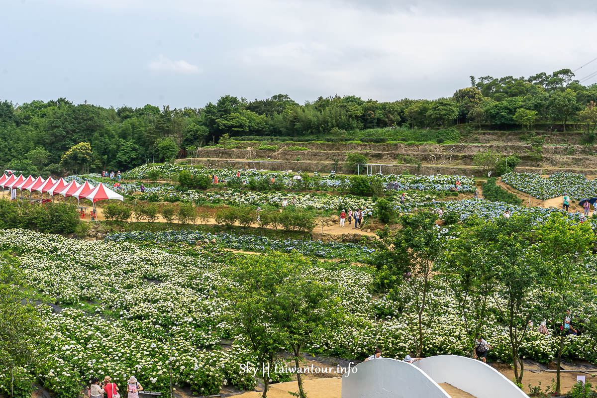 【高家繡球花.萬里第三園區】新北景點推薦怎麼去.地址.交通 【高家繡球花.萬里第三園區】新北景點推薦怎麼去.地址.交通
