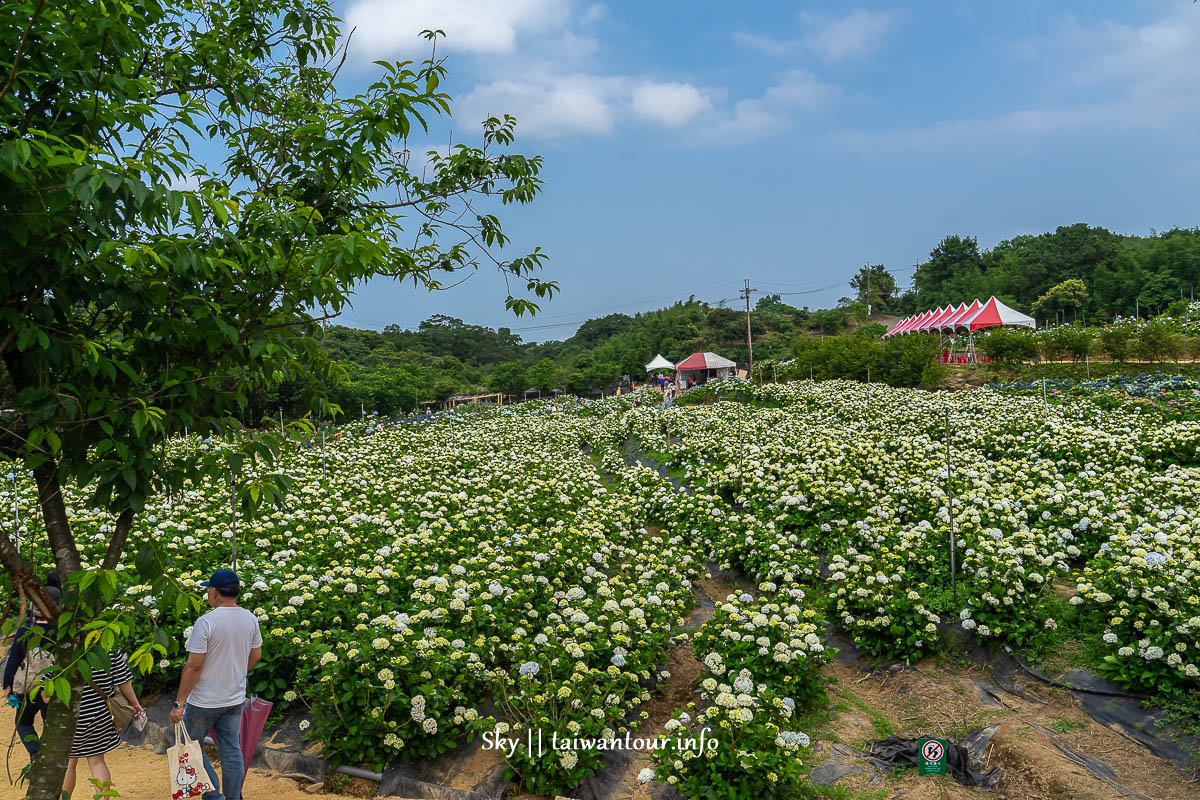 【高家繡球花.萬里第三園區】新北景點推薦怎麼去.地址.交通 【高家繡球花.萬里第三園區】新北景點推薦怎麼去.地址.交通