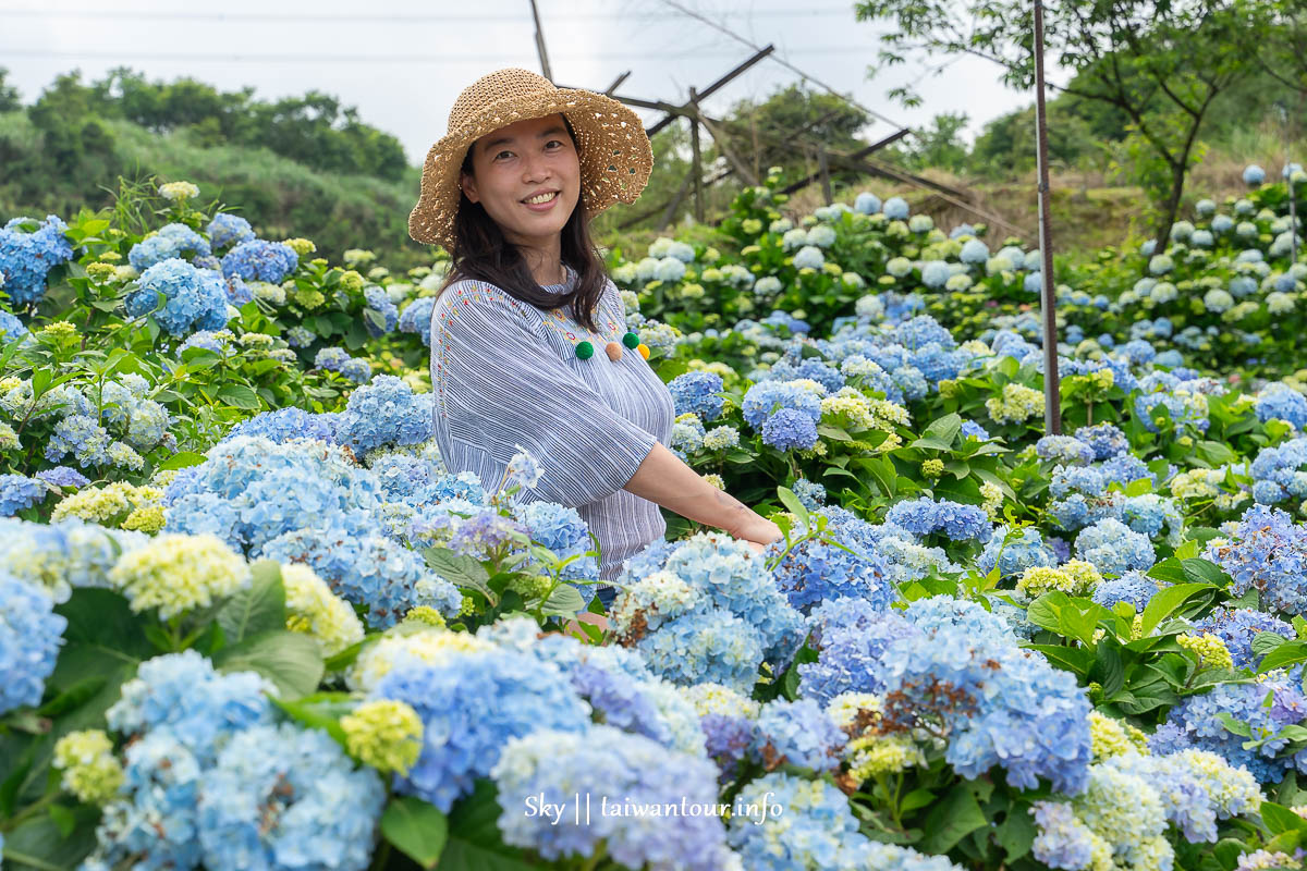 【高家繡球花.萬里第三園區】新北景點推薦怎麼去.地址.交通 【高家繡球花.萬里第三園區】新北景點推薦怎麼去.地址.交通