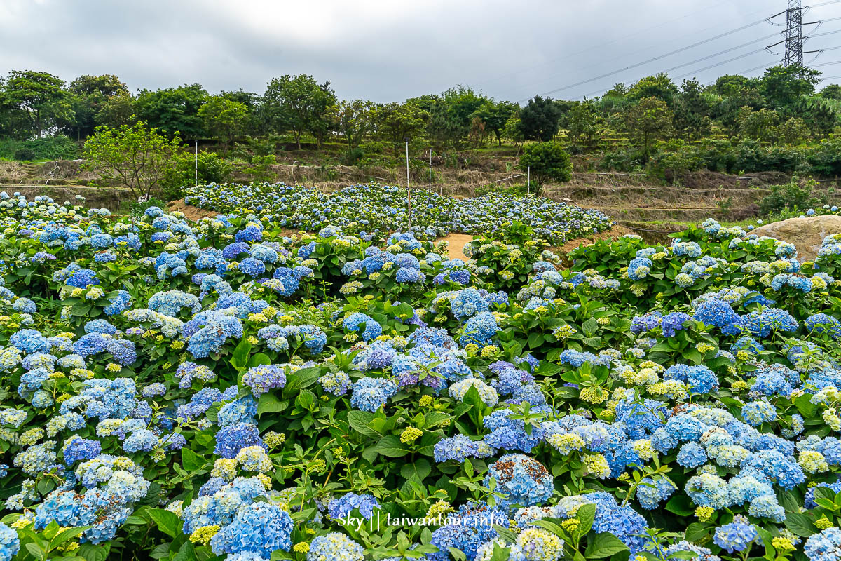 【高家繡球花.萬里第三園區】新北景點推薦怎麼去.地址.交通 【高家繡球花.萬里第三園區】新北景點推薦怎麼去.地址.交通