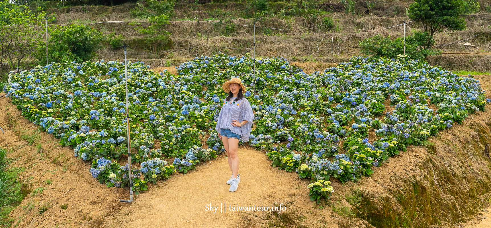【高家繡球花.萬里第三園區】新北景點推薦怎麼去.地址.交通 【高家繡球花.萬里第三園區】新北景點推薦怎麼去.地址.交通