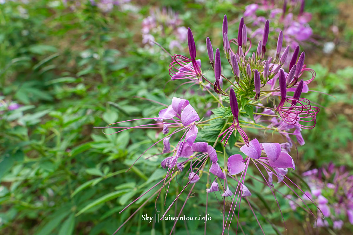 【高家繡球花.萬里第三園區】新北景點推薦怎麼去.地址.交通 【高家繡球花.萬里第三園區】新北景點推薦怎麼去.地址.交通