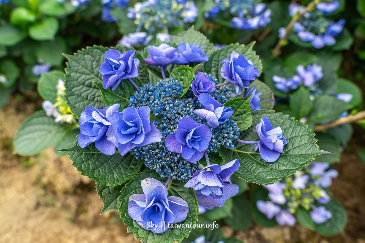 【高家繡球花.萬里第三園區】新北景點推薦怎麼去.地址.交通 【高家繡球花.萬里第三園區】新北景點推薦怎麼去.地址.交通