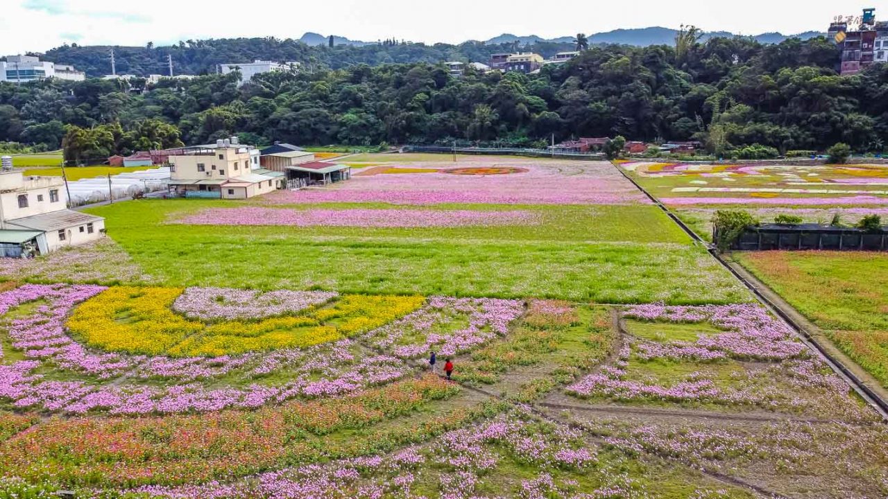 【2020桃園花彩節大溪展區】時間地址.交通接駁.親子景點