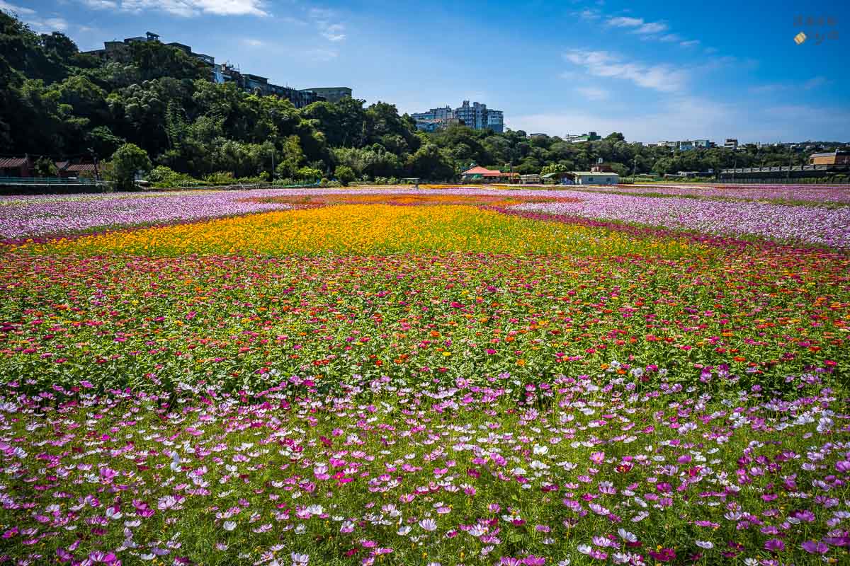 【2020桃園花彩節大溪展區】時間地址.交通接駁.親子景點