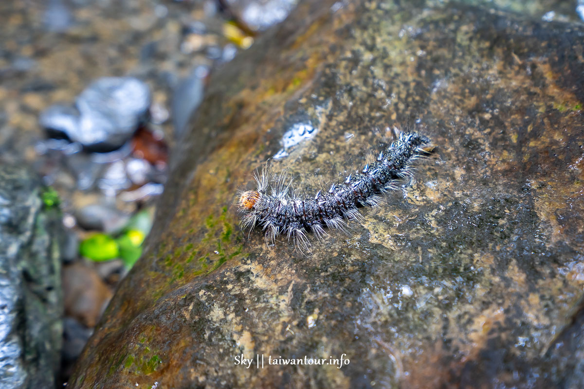 【三峽雲森瀑布】新北秘境廣告景點親子步道 【三峽雲森瀑布】新北秘境廣告景點親子步道