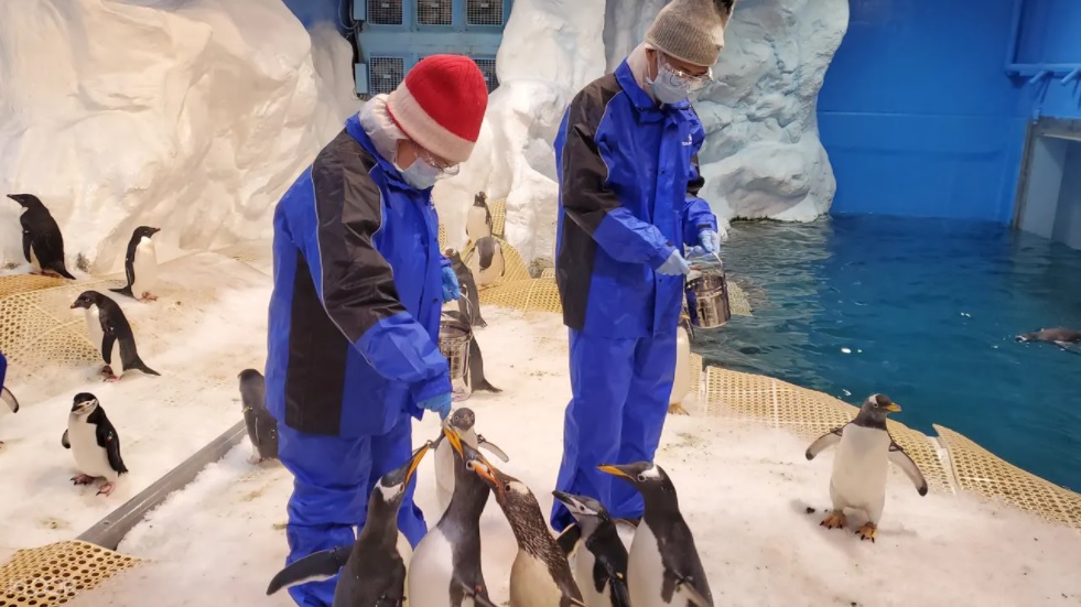 【屏東海生館企鵝飼育照護體驗】獨家票劵.我與企鵝的0.1毫米