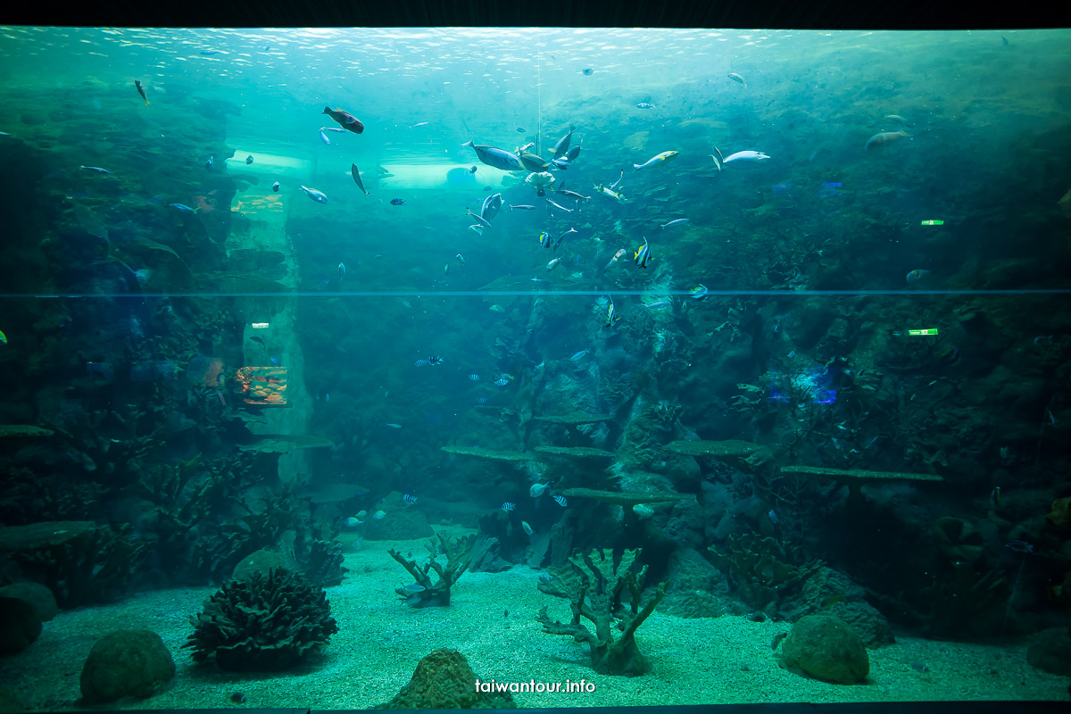 【澎湖水族館】親子景點門票優惠.值得去嗎.交通