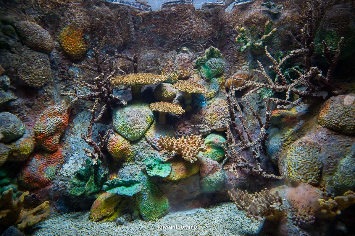 【澎湖水族館】親子景點門票優惠.值得去嗎.交通