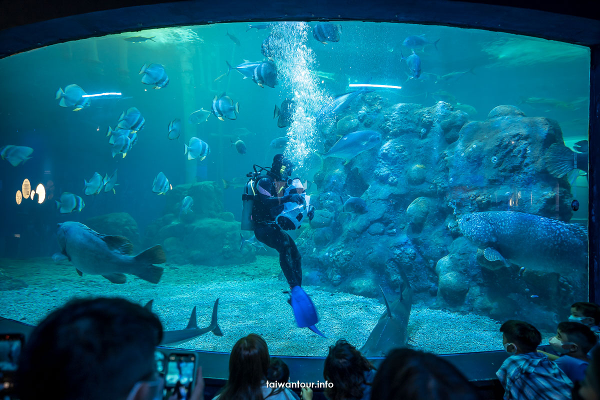 【澎湖水族館】親子景點門票優惠.值得去嗎.交通