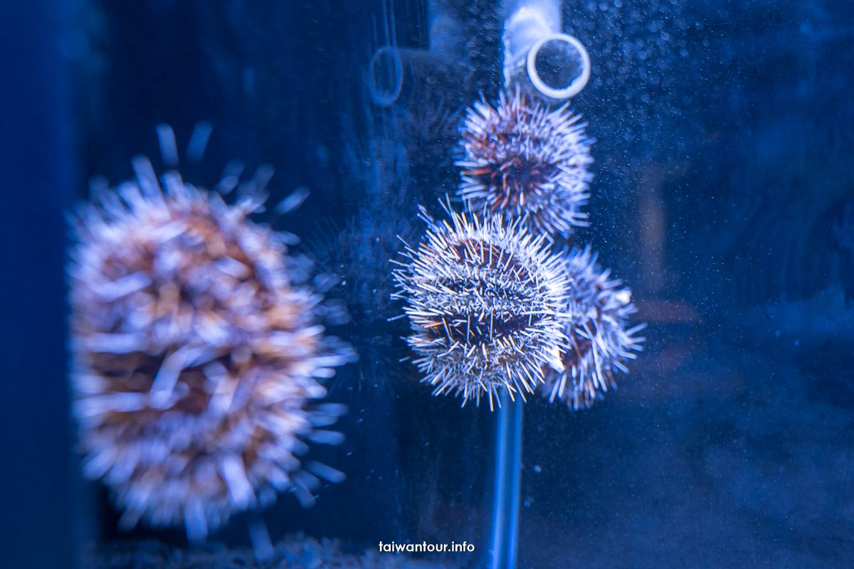 【澎湖水族館】親子景點門票優惠.值得去嗎.交通