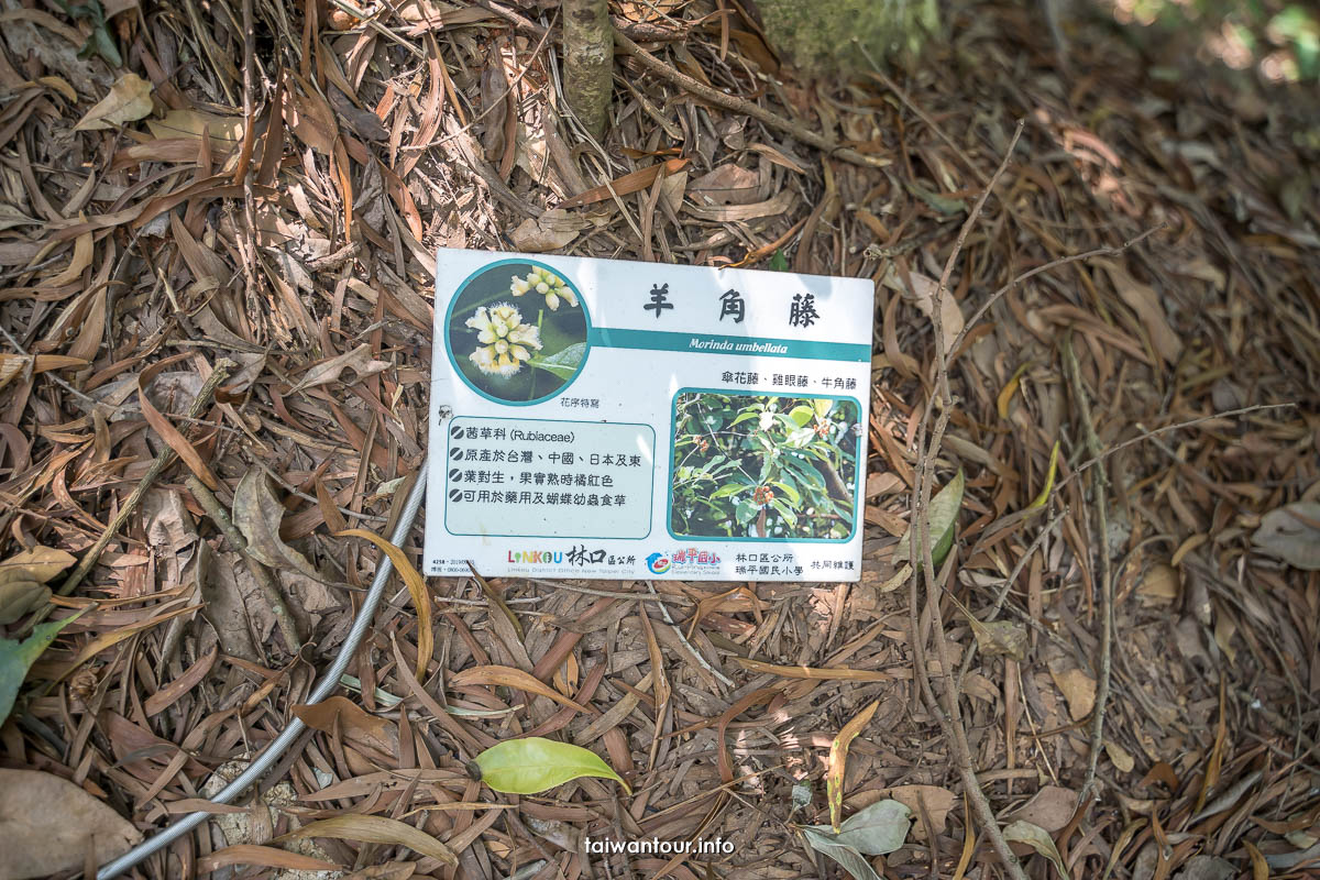 【太平濱海步道】林口親子登山步道.開車.美食介紹