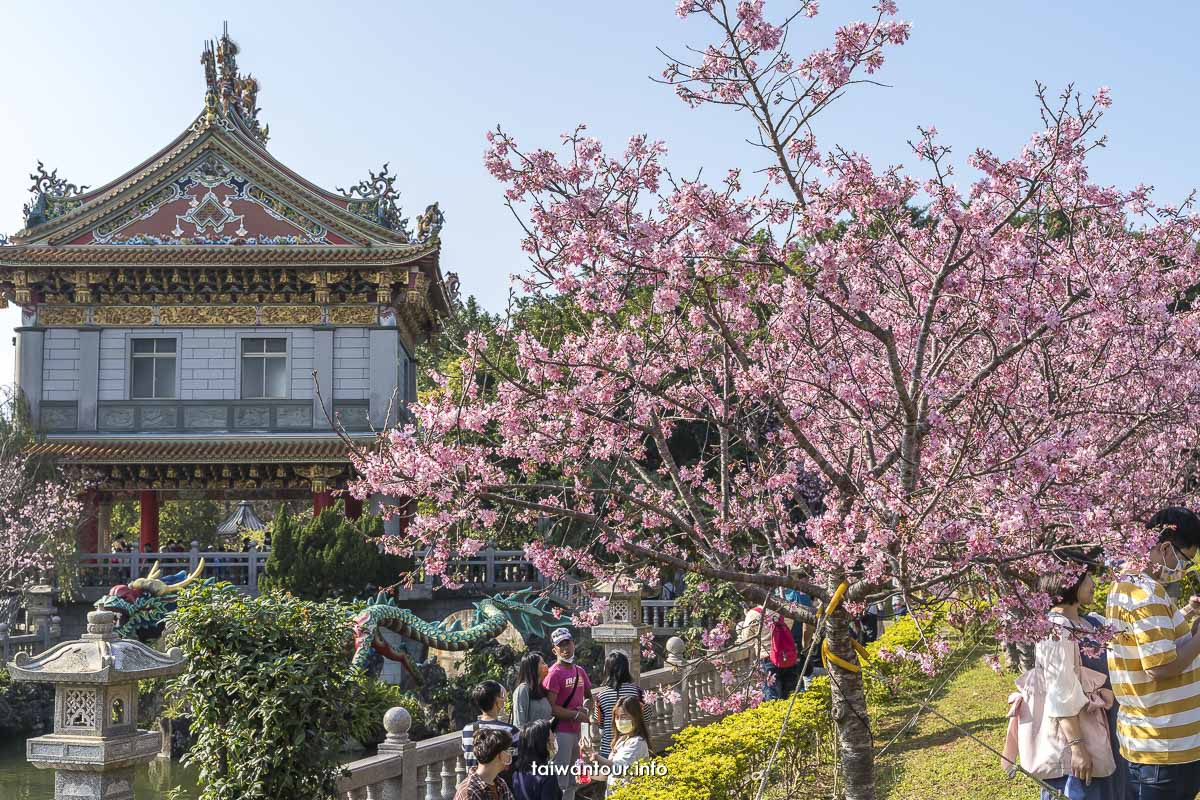 2024林口【竹林山觀音寺櫻花】全台靈驗廟宇.獎學金.交通.周邊美食資訊