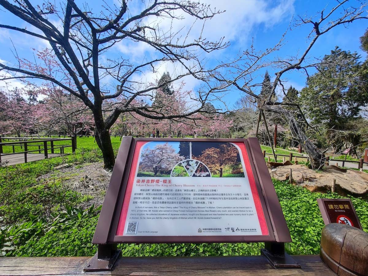 【2024阿里山櫻花季】浪漫登場.交通管制.接駁車資訊