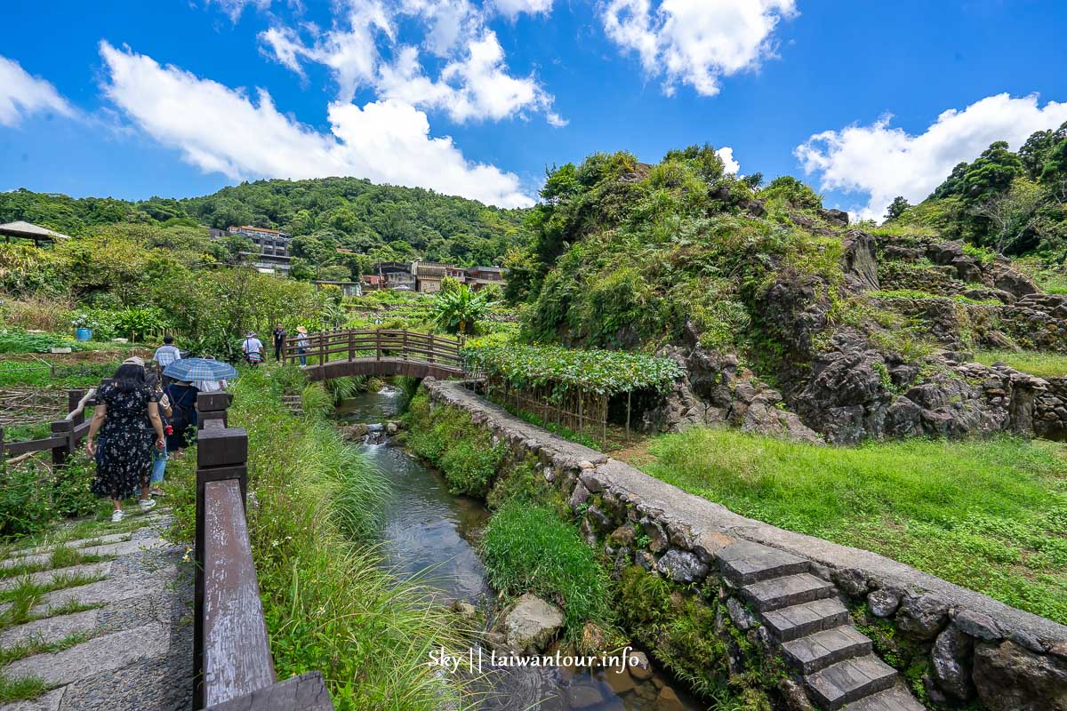 【竹子湖海芋季】陽明山賞櫻花摘海芋景點推薦