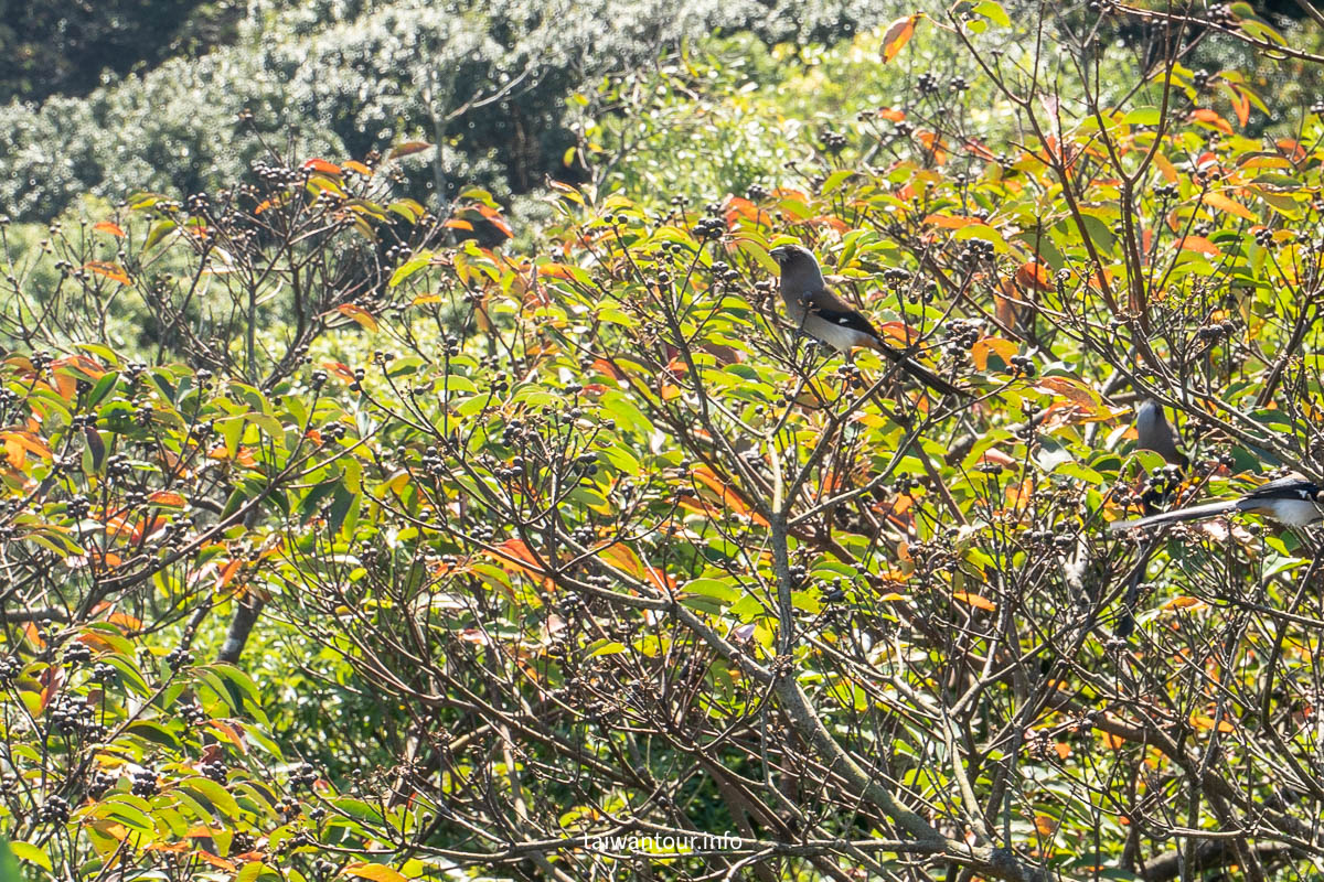 2025【碧山露營場森林營區】台北內湖約會景點推薦 2025【碧山露營場森林營區】台北內湖約會景點推薦