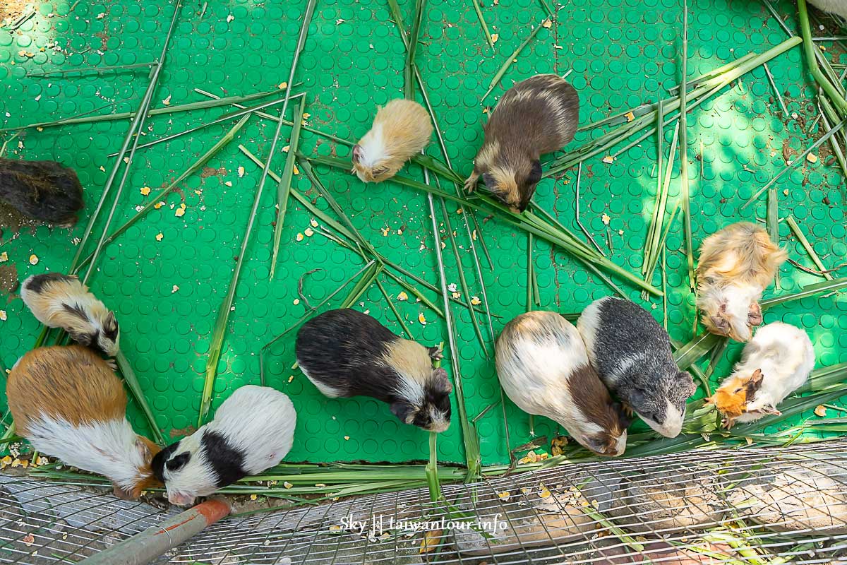 【羊世界牧場＆勇伯台灣羊餐廳】中壢親子景點