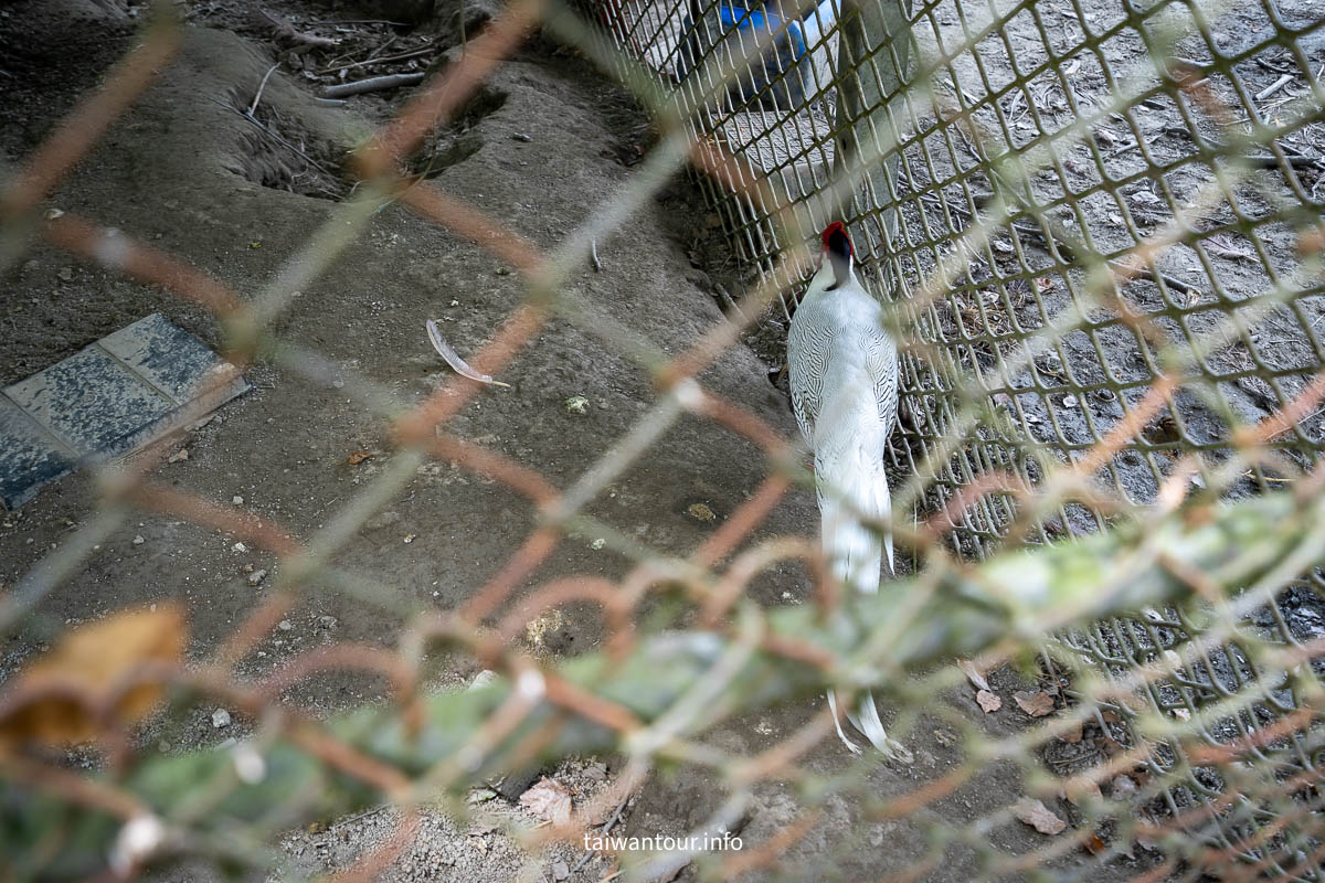 【瑞穗吉蒸牧場】花蓮穗瑞鄉親子景點推薦旅遊半日遊