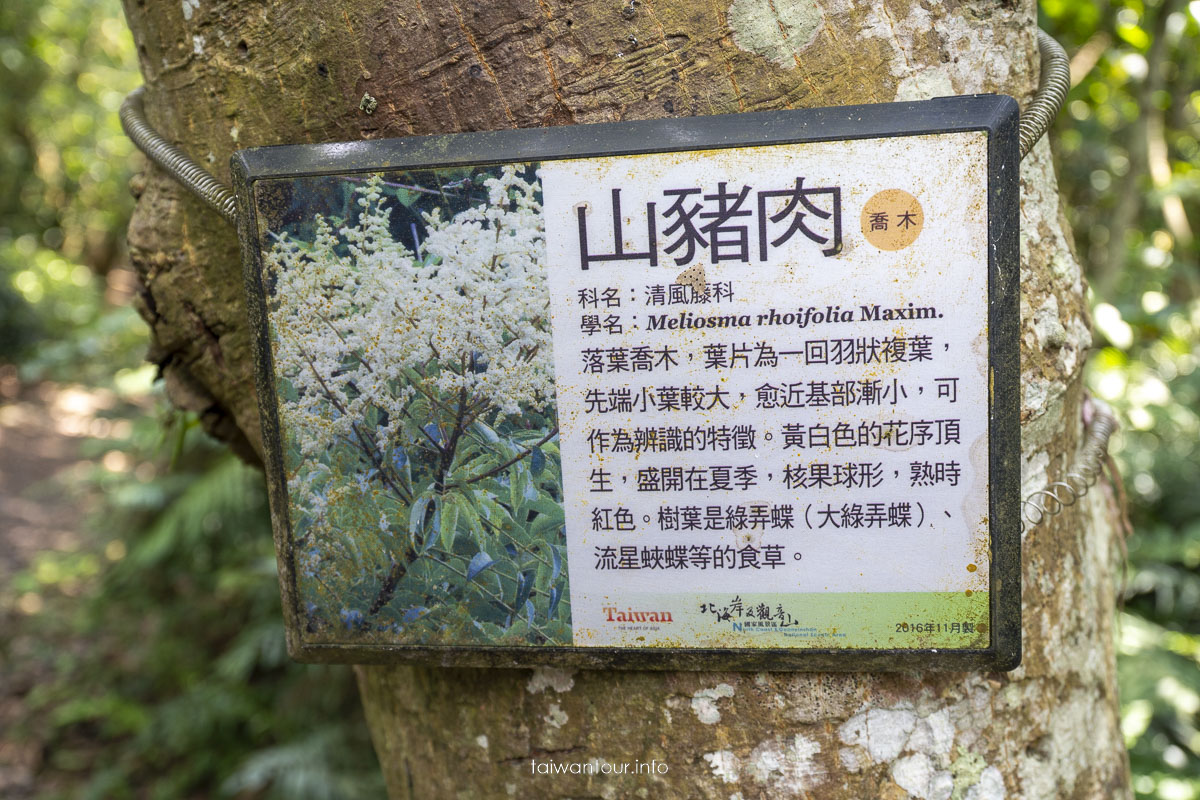 【牛港稜山登山步道】五股親子景點推薦.觀音山