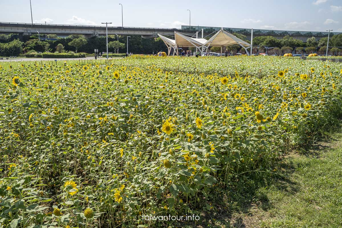 【大佳河濱公園花海】5萬盆向日葵花海