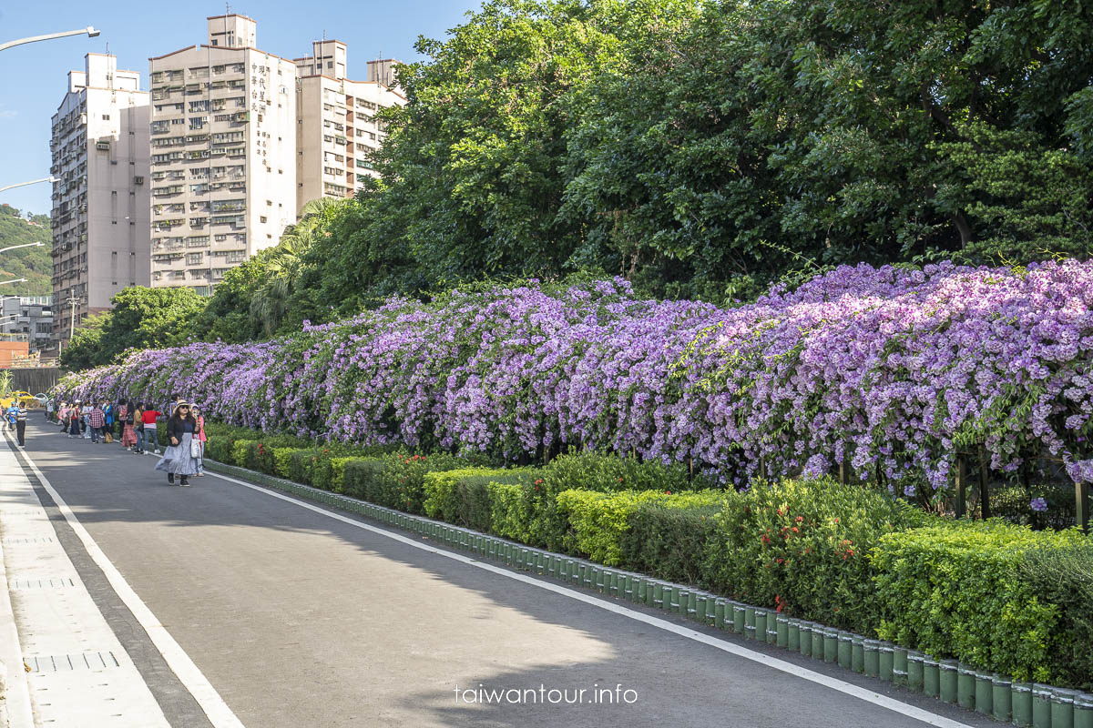 2023【楓樹河濱公園】泰山蒜香藤花季.交通怎麼去