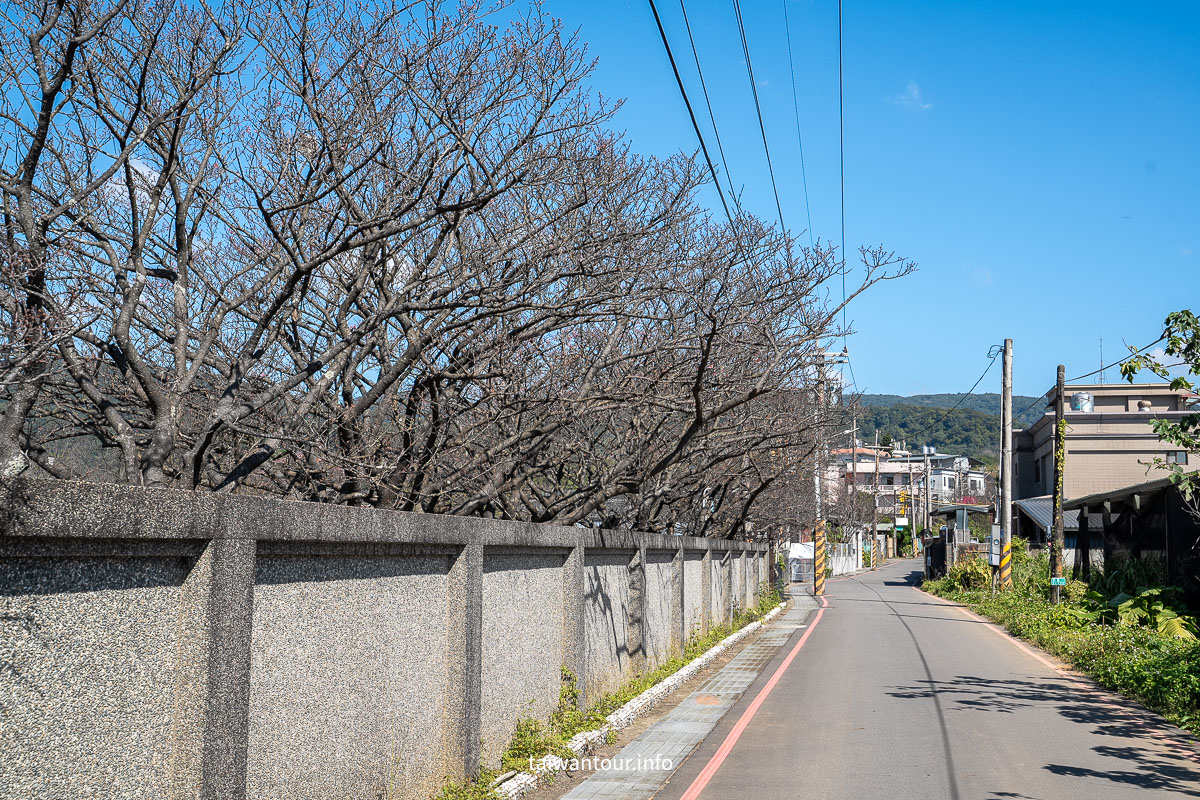 【平菁街42巷】台北士林景點推薦陽明山櫻花.怎麼去