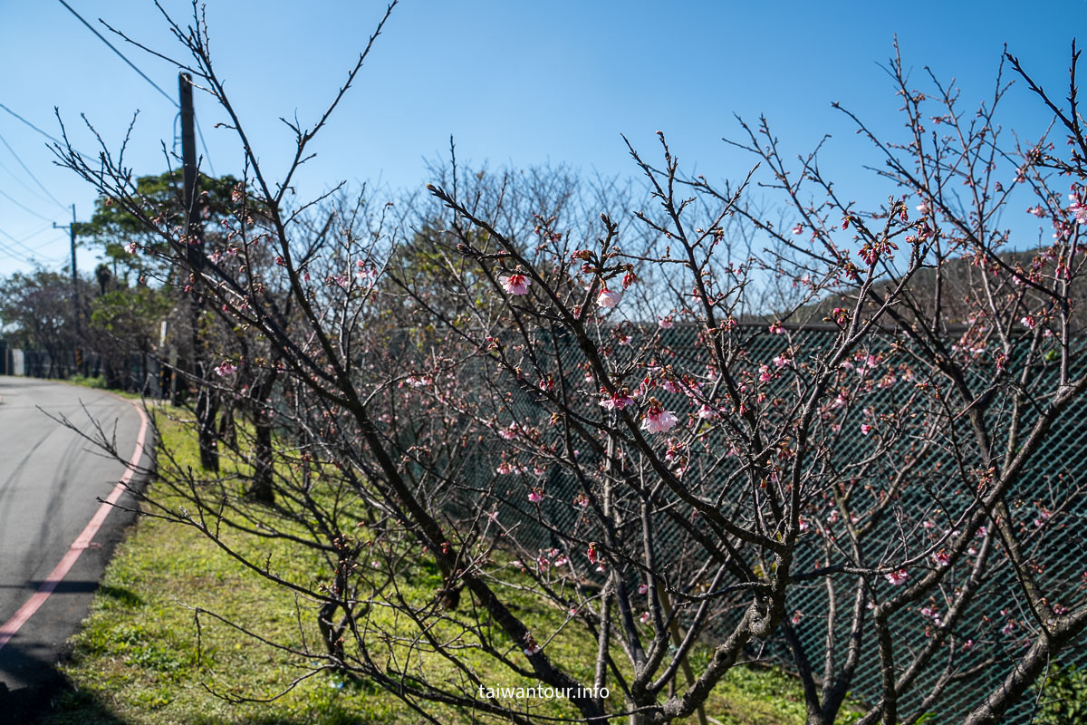 【平菁街42巷】台北士林景點推薦陽明山櫻花.怎麼去