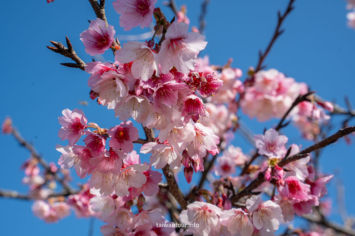 【平菁街42巷】台北士林景點推薦陽明山櫻花.怎麼去
