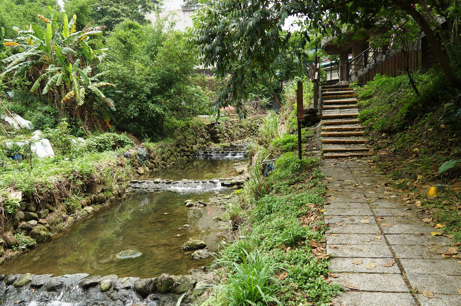 【桐花公園.承天禪寺】新北市土城油桐花景點推薦路線