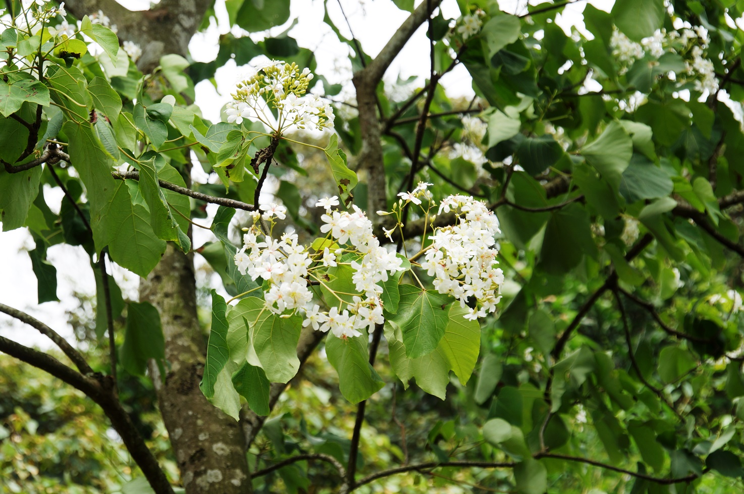 【桐花公園.承天禪寺】新北市土城油桐花景點推薦路線