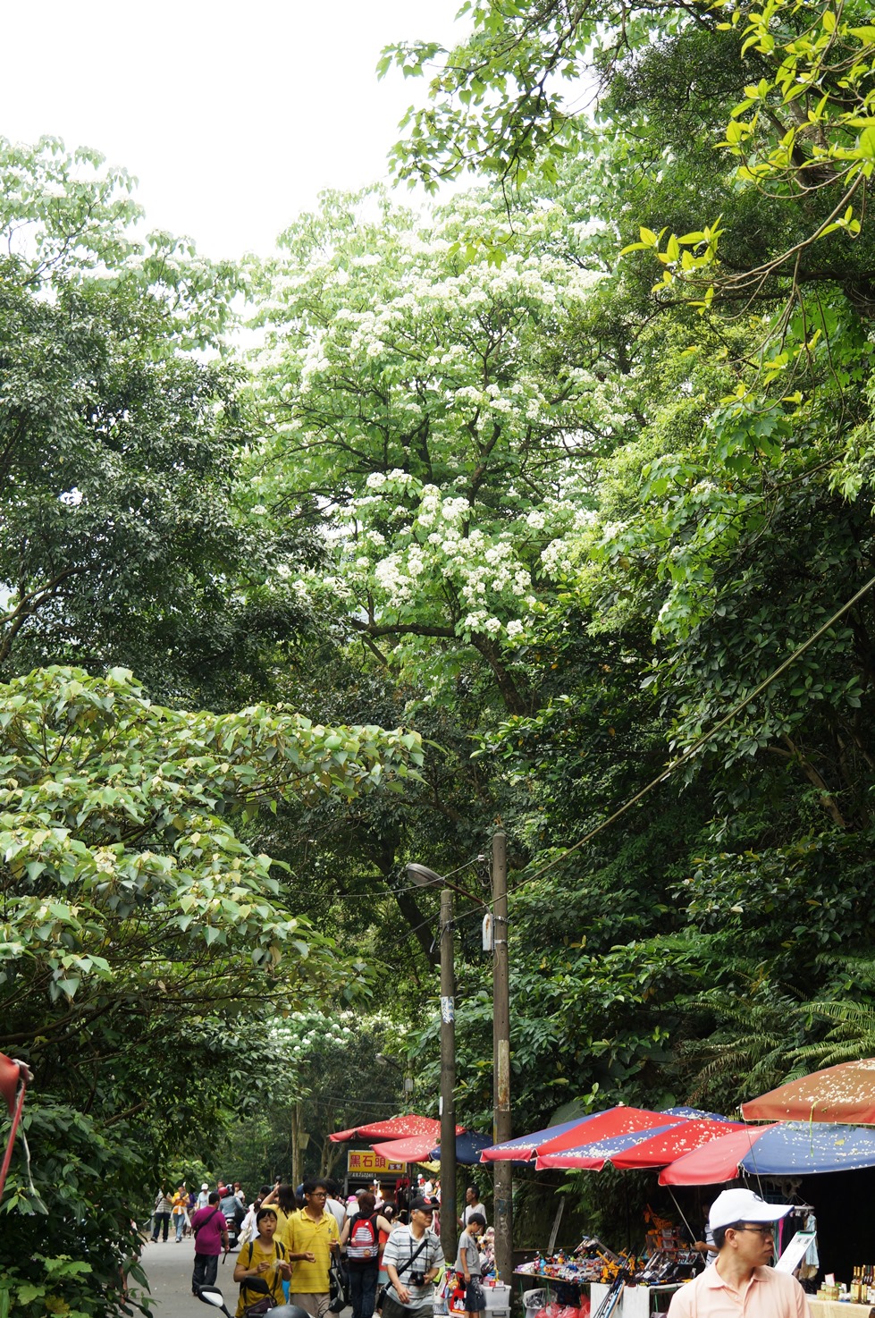 【桐花公園.承天禪寺】新北市土城油桐花景點推薦路線