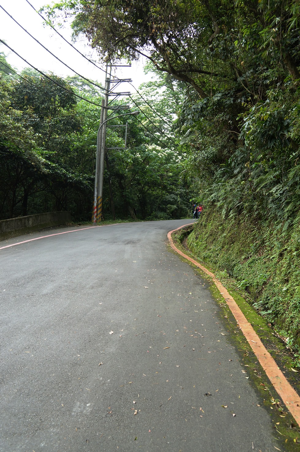 【桐花公園.承天禪寺】新北市土城油桐花景點推薦路線