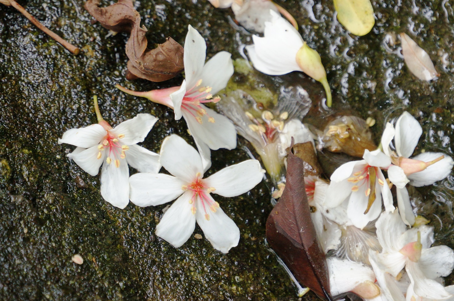 【桐花公園.承天禪寺】新北市土城油桐花景點推薦路線