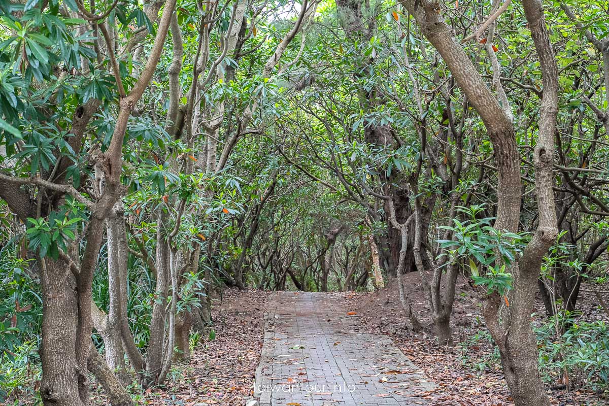 【新屋石滬群.漂流木公園】桃園綠色走廊.交通.停車場