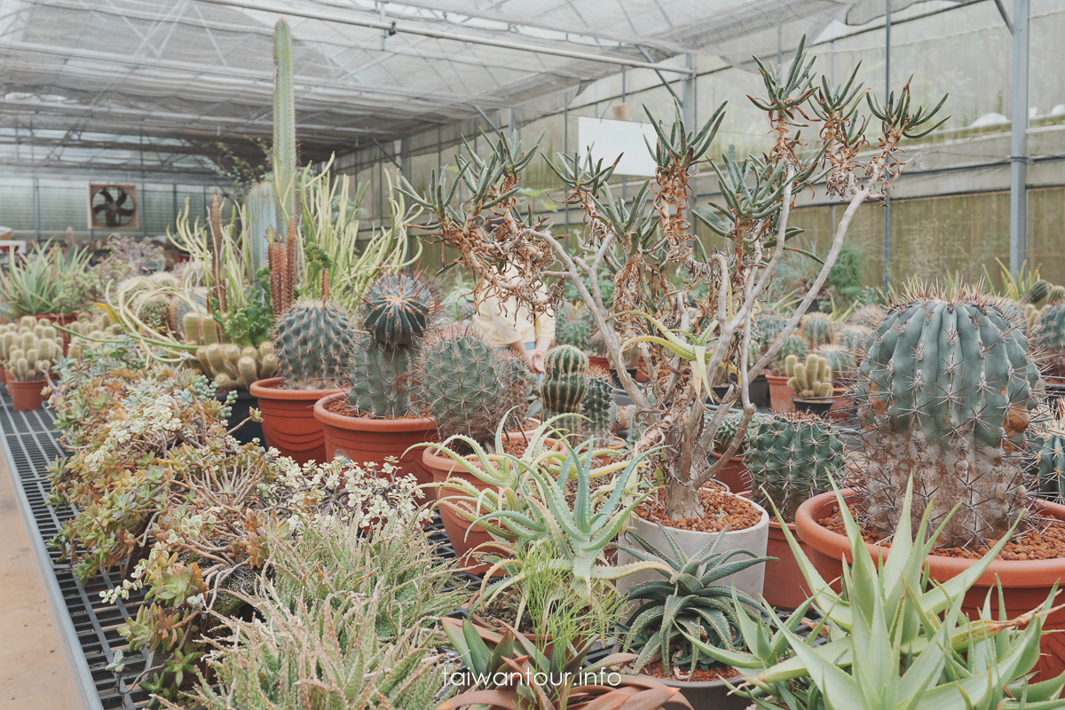 【福祥仙人掌多肉植物園】新埔親子半日遊怎麼玩