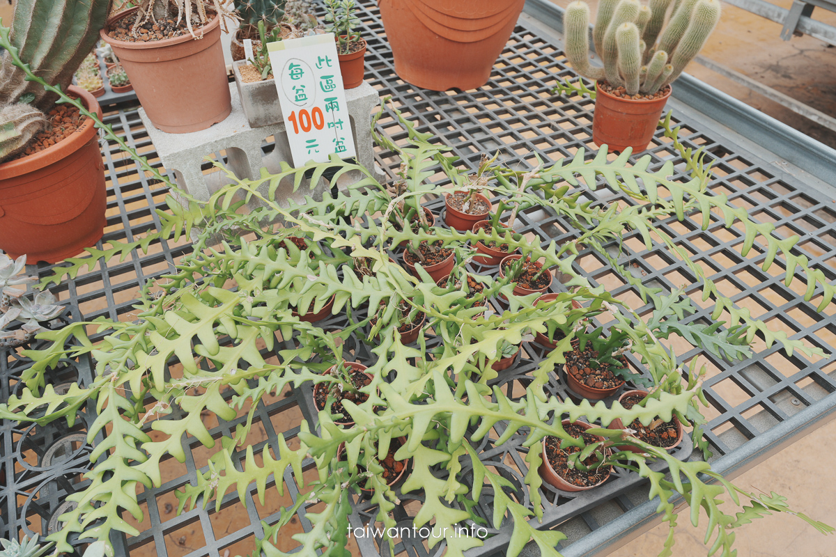 【福祥仙人掌多肉植物園】新埔親子半日遊怎麼玩