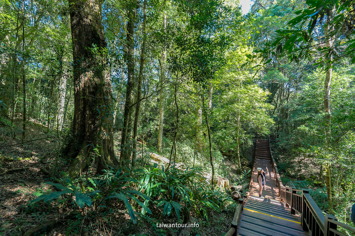 【苗栗泰安一二日遊】竹林秘境湯之旅