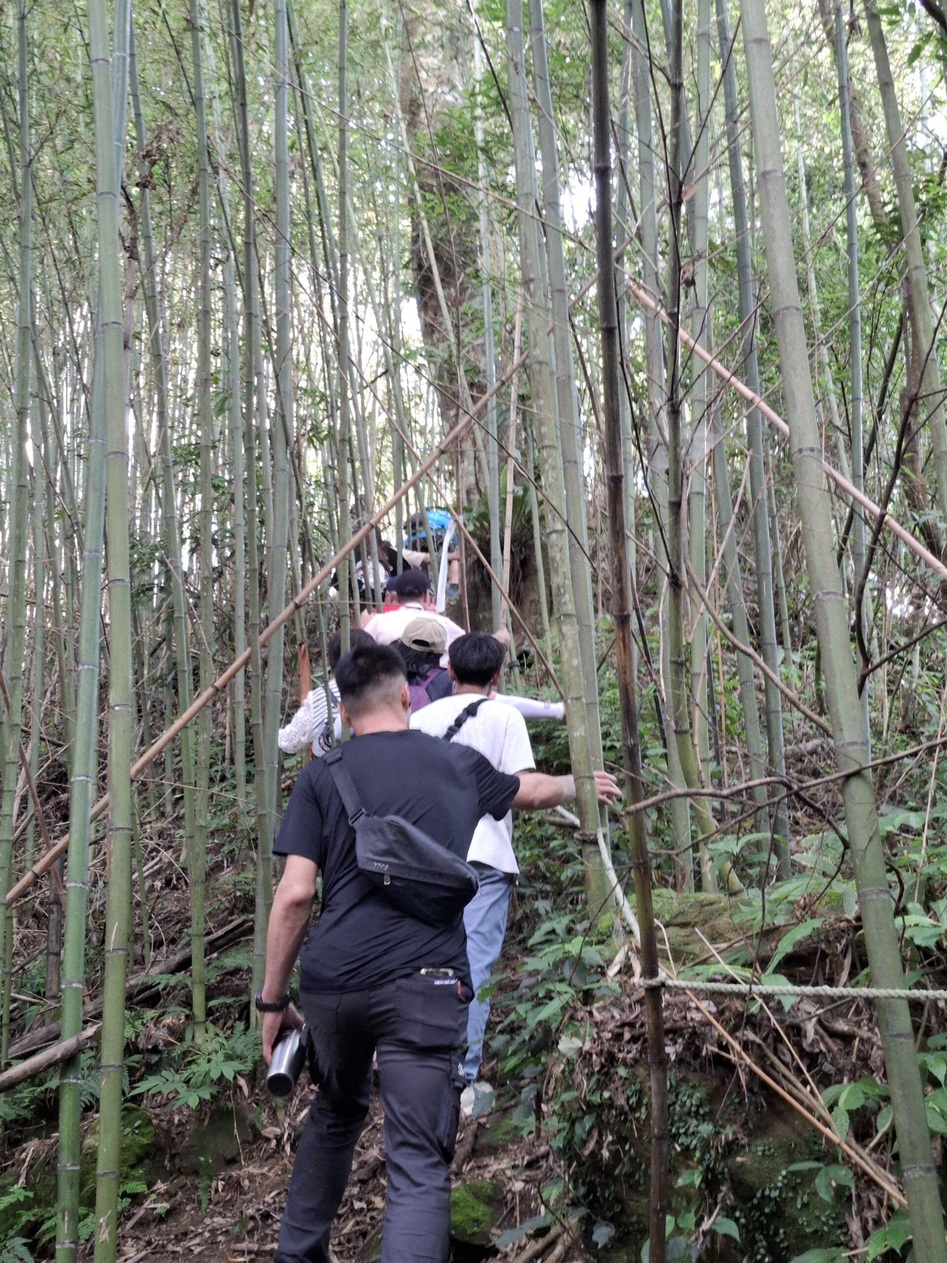 【苗栗泰安一二日遊】竹林秘境湯之旅