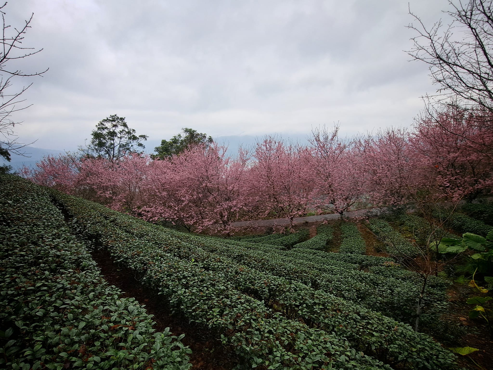 【櫻悅景觀渡假別墅】宜蘭景點住宿推薦.櫻花秘境