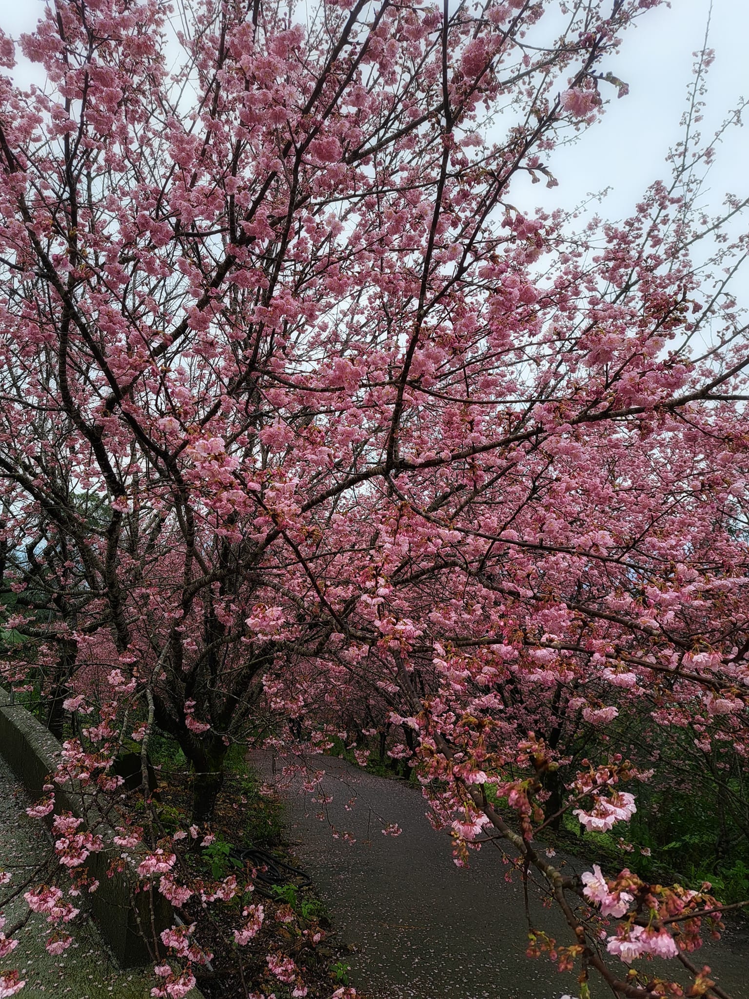 【櫻悅景觀渡假別墅】宜蘭景點住宿推薦.櫻花秘境