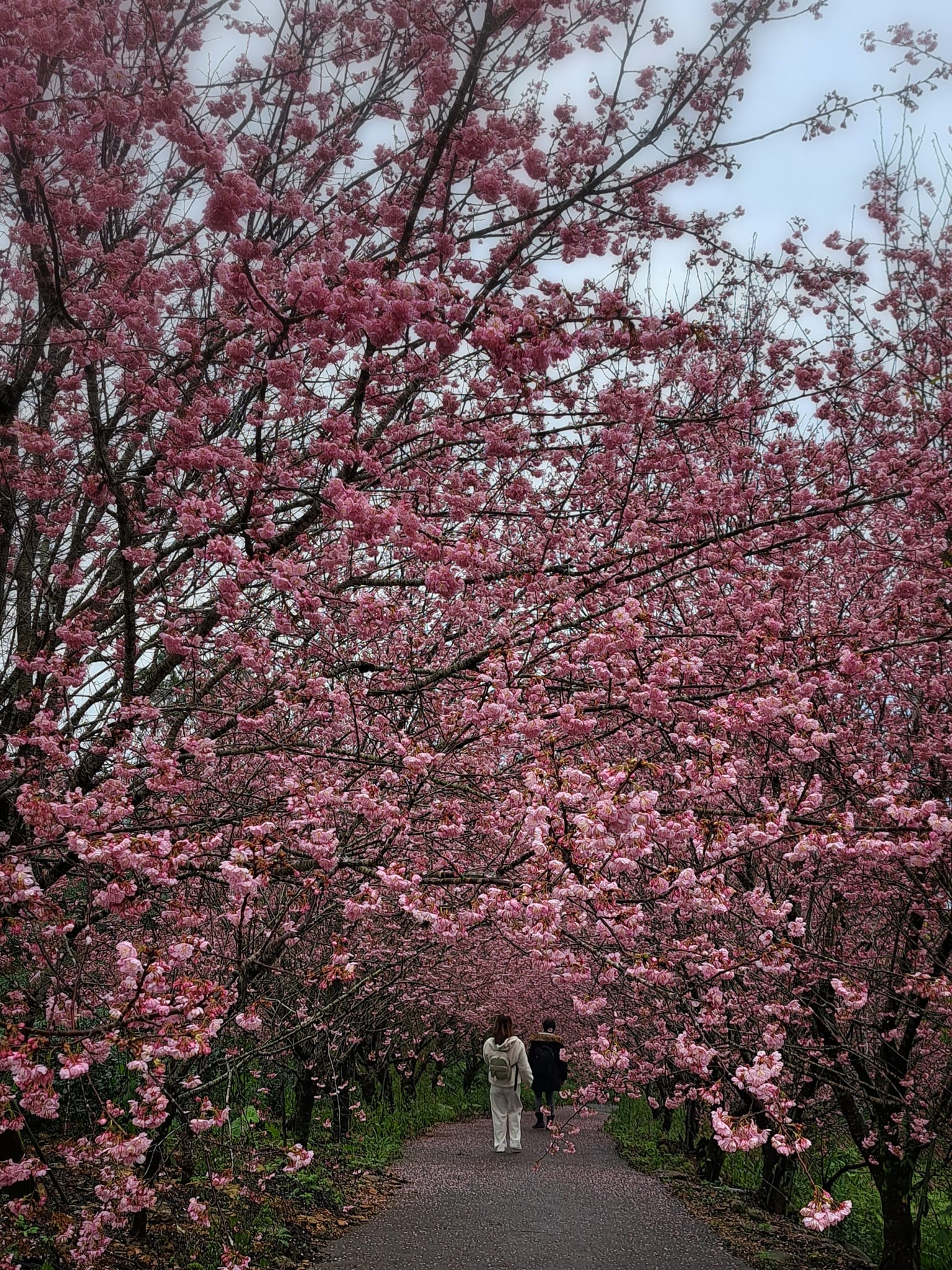 【櫻悅景觀渡假別墅】宜蘭景點住宿推薦.櫻花秘境