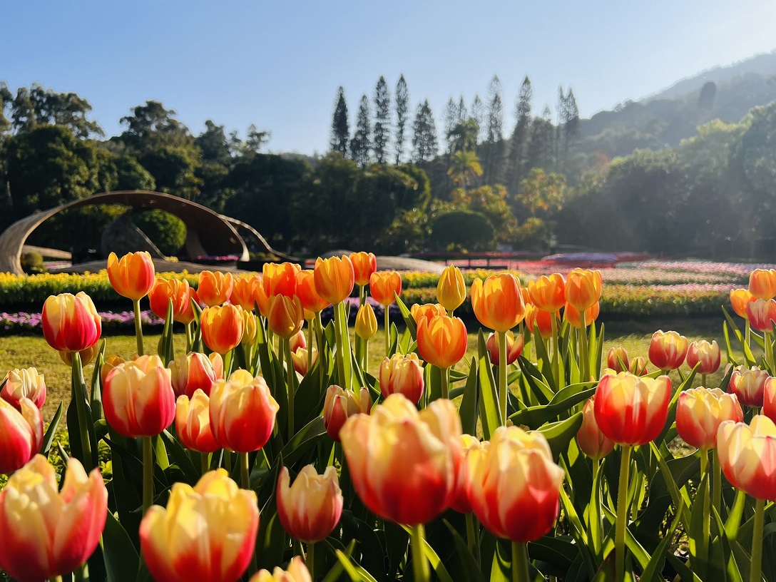 2026【士林官邸鬱金香展】2月26日~3月8日.交通