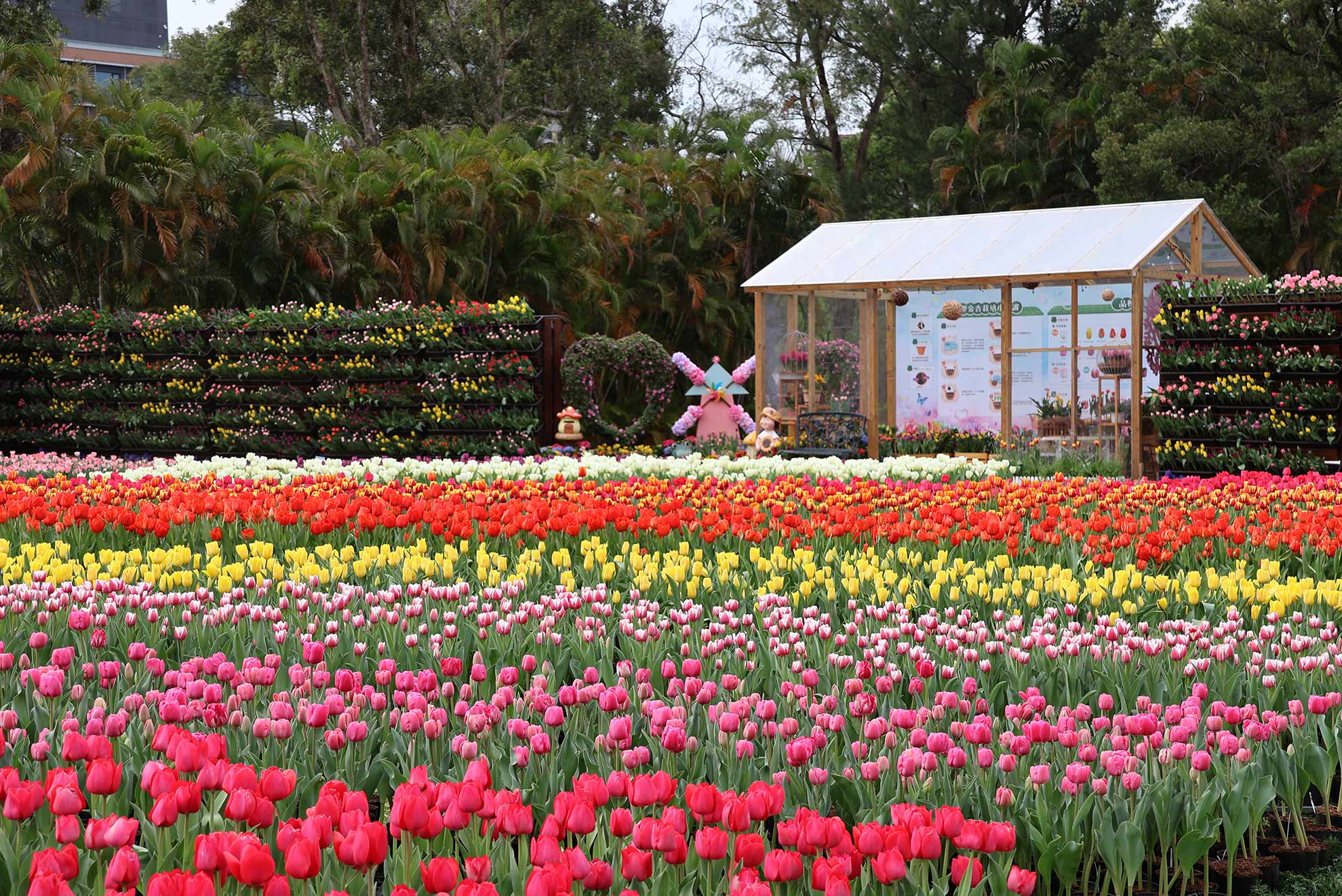 2026【士林官邸鬱金香展】2月26日~3月8日.交通