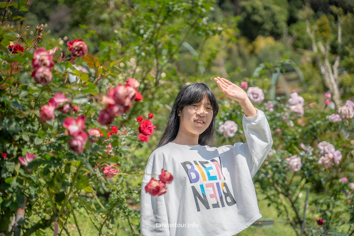 【苗栗雅聞七里香玫瑰森林】免費網美景點.美食推薦