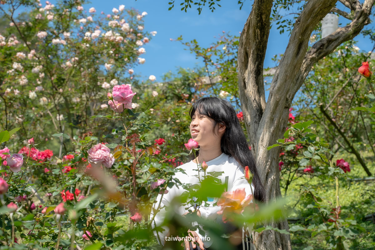 【苗栗雅聞七里香玫瑰森林】免費網美景點.美食推薦