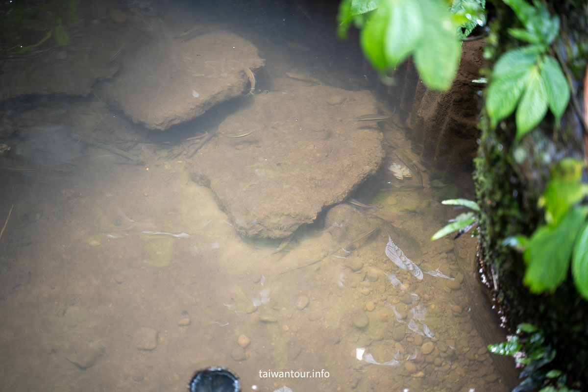 【炮子崙瀑布】深坑親子玩水步道.交通.螢火蟲