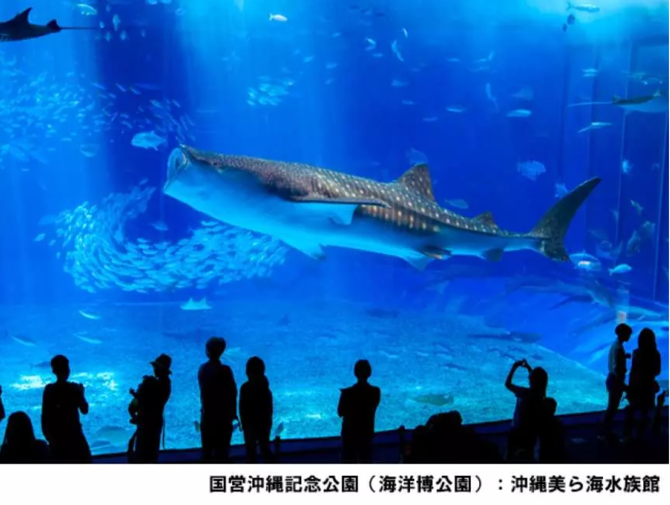 【沖繩自由行全攻略】最佳旅遊季節.天氣.機票.住宿與自由行建議