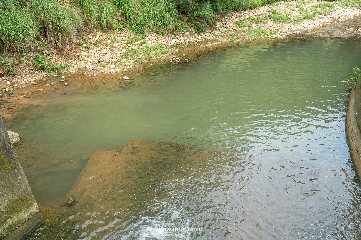 【沙鹿南勢溪湧泉】台中親子玩水景點