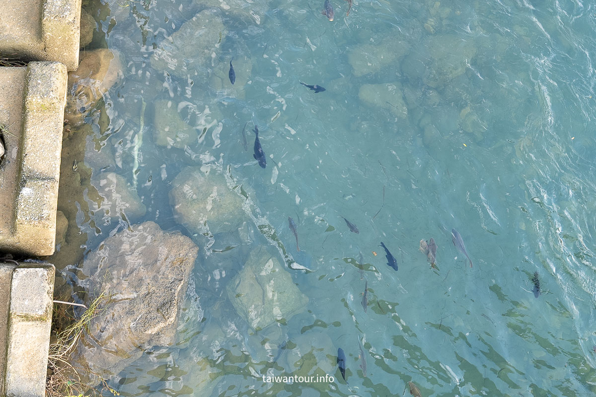 【逮魚堀溪自行車道】新北坪林景點推薦親子觀魚步道